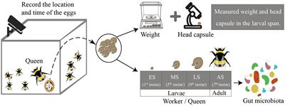 Gut microbiota is a potential factor in shaping phenotypic variation in larvae and adults of female bumble bees